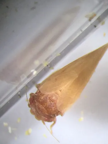 Neophyllura bicolor
