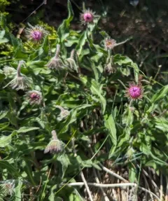 Three-nerve Fleabane thumbnail 1