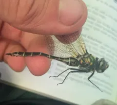 Hudsonian Emerald thumbnail 3