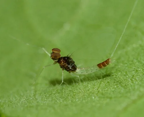curious small minnow mayfly