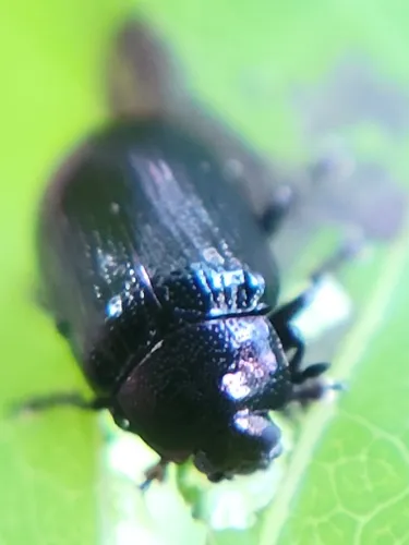 Phratora frosti