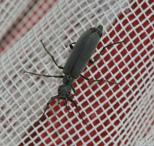 Dark Blister Beetle