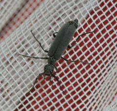 Dark Blister Beetle thumbnail 1