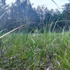 tall green milkweed thumbnail 3
