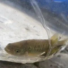 Mummichog thumbnail 3