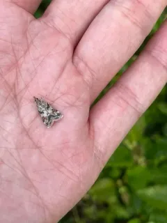 Tricolored Cosipara Moth thumbnail 3