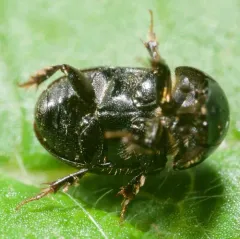 Otophorus haemorrhoidalis thumbnail 2