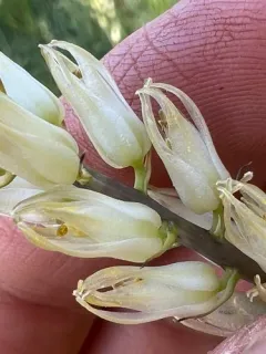 Large-flowered Rushlily thumbnail 1