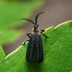 Leptoceletes basalis thumbnail 3