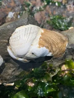 Flat-tip Piddock thumbnail 4