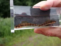 Gilt Darter thumbnail 2