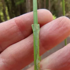fragile-sheathed sedge thumbnail 4