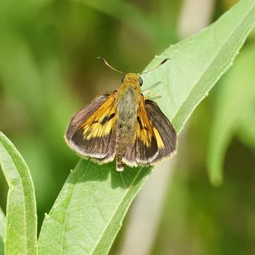 Dion Skipper