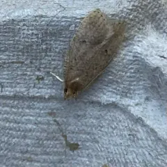 Dotted Leaftier Moth thumbnail 4