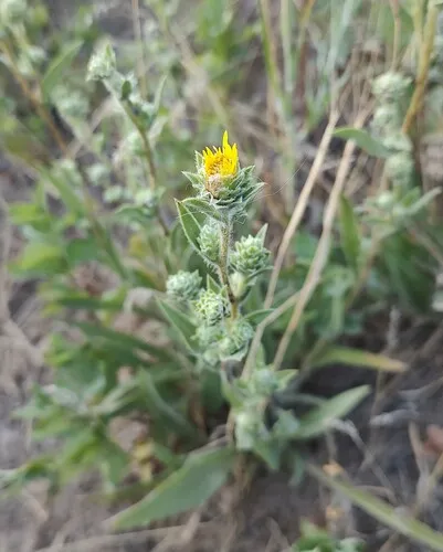 Palouse Goldenweed