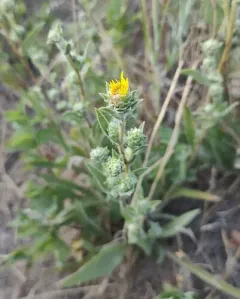 Palouse Goldenweed thumbnail 1