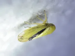 Oncopsis variabilis thumbnail 3
