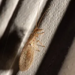 Antique Brown Lacewing thumbnail 3