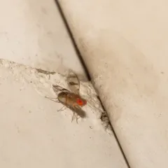 Chymomyza amoena thumbnail 4
