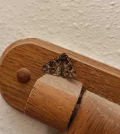 Paraseptis adnixa thumbnail 2
