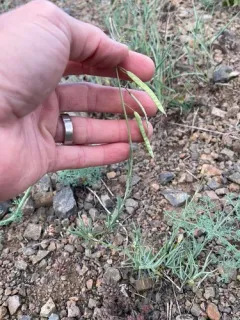 woody rockcress thumbnail 2