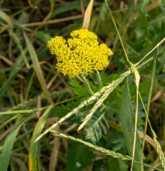 Fern-leaf Yarrow thumbnail 4