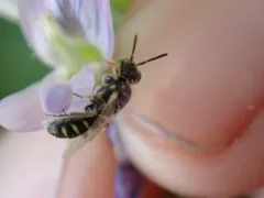 Sandbar Willow Fairy Bee thumbnail 1