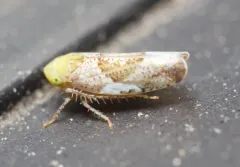 Hishimonus sellatus thumbnail 2