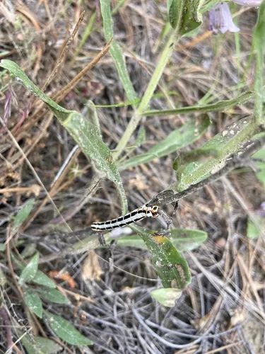 Meris alticola