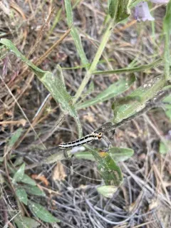 Meris alticola thumbnail 1