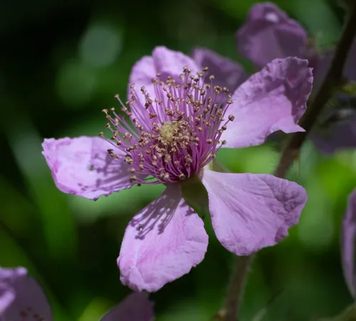 European Blackberry