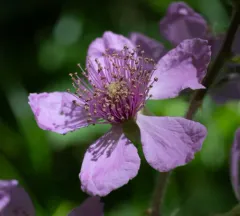 European Blackberry thumbnail 1