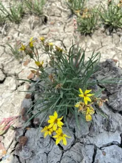 Branched False Goldenweed thumbnail 2