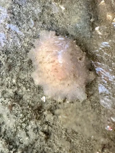 Marsenina rhombica