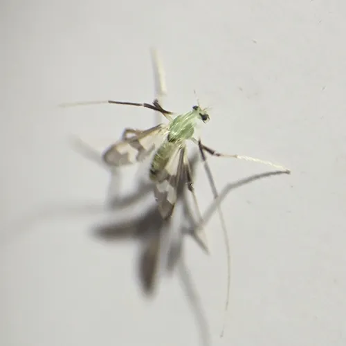 Stenochironomus hilaris