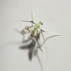 Stenochironomus hilaris thumbnail 1