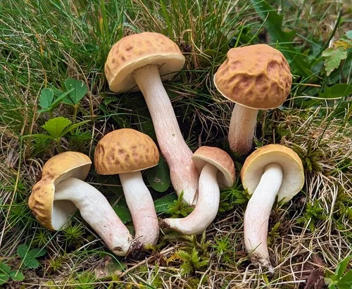 lilac bolete