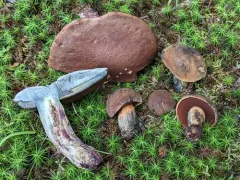 Boletus vermiculosus thumbnail 3