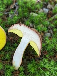 sour gold-pored bolete thumbnail 3