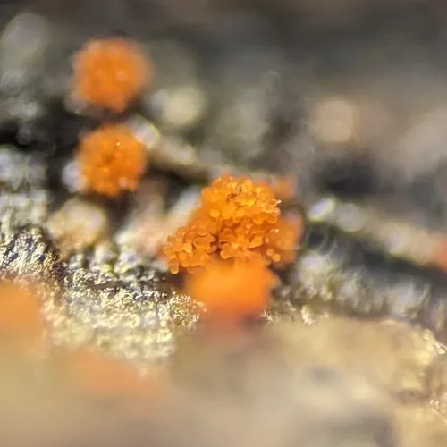 Stigmatella aurantiaca