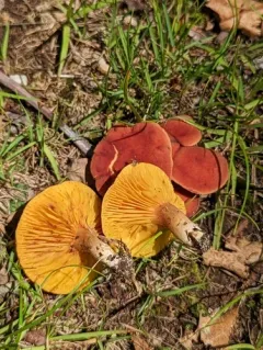 Gilled Bolete thumbnail 3
