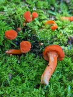 Cantharellus corallinus thumbnail 2