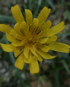 northern microseris thumbnail 3