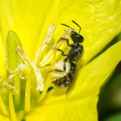 Evening Primrose Sweat Bee thumbnail 3