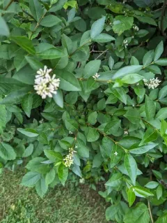 garden privet thumbnail 2