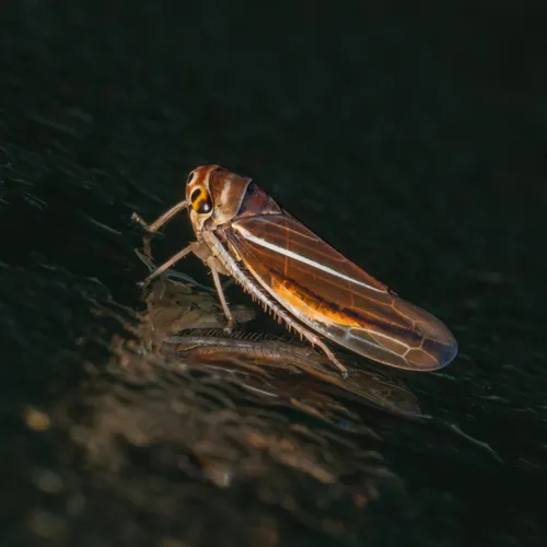 Idiodonus kennicotti