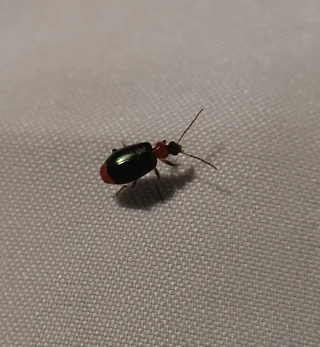Lebia viridipennis
