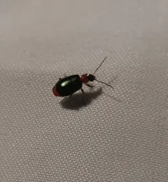 Lebia viridipennis thumbnail 1
