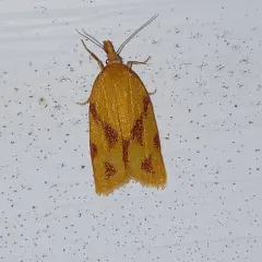 One-lined Sparganothis Moth thumbnail 3