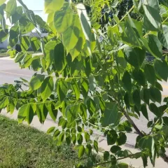 Kentucky coffeetree thumbnail 3